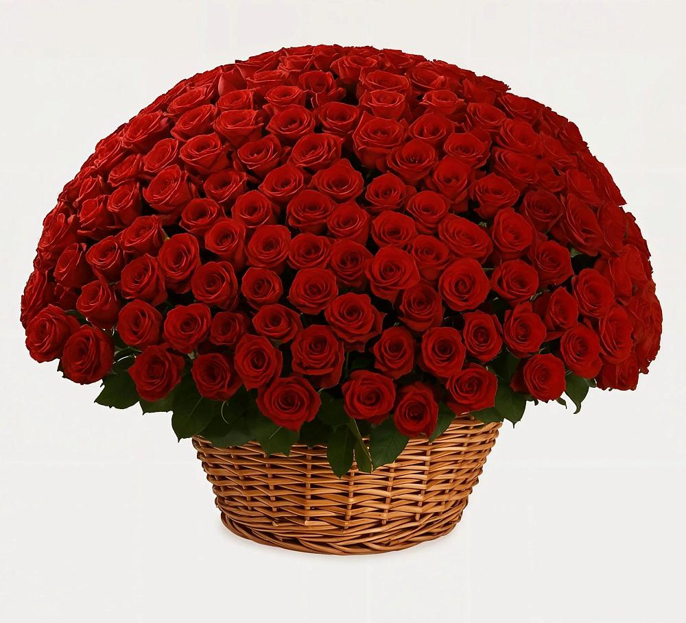 251 Премиум красная роза в Искателей Премиум букет из: Розы в Искателей